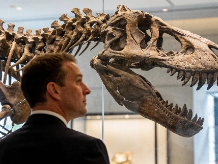 Private fossil auctions block scientific access to key prehistoric finds RUSSPAIN.com