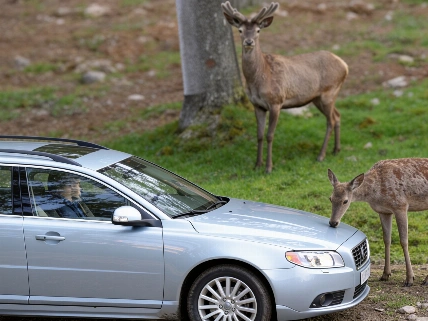 What to Do If You Hit an Animal on Spanish Roads RUSSPAIN.com