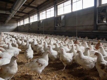 At 20, He Built a Thriving Free-Range Egg Farm from Just 50 Hens RUSSPAIN.com