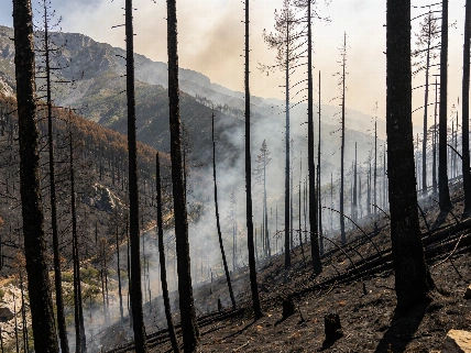 Wildfire Near Derio Sparks Emergency Response Close to Loiu Airport RUSSPAIN.com