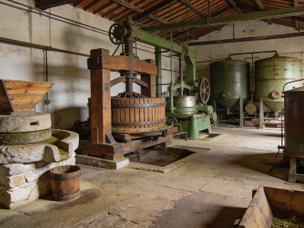 Olive oil is still the real gold of the Mediterranean RUSSPAIN.com