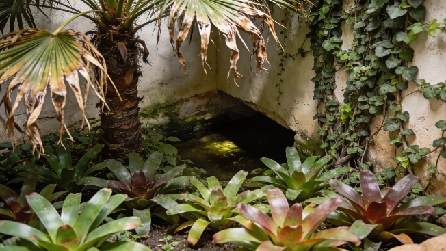 Three Common Garden Plants That Can Hide Scorpions RUSSPAIN.com
