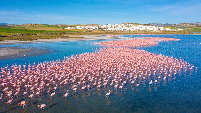 Spain's Largest Flamingo Colony Thrives in Unexpected Corner of Málaga RUSSPAIN.com