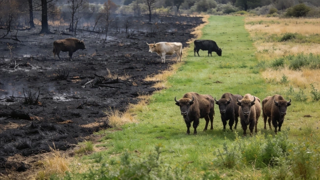 Bison Herds Create Natural Firebreak Amid Madrid Wildfire RUSSPAIN.com