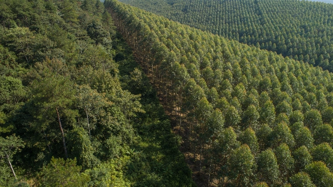 China’s Massive Reforestation Uncovers New Threat to Birds and Pollinators RUSSPAIN.com