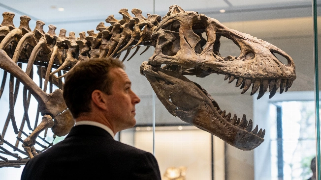 Private fossil auctions block scientific access to key prehistoric finds RUSSPAIN.com