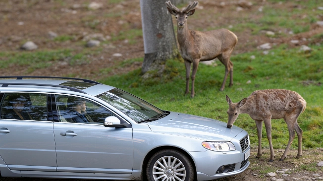What to Do If You Hit an Animal on Spanish Roads RUSSPAIN.com
