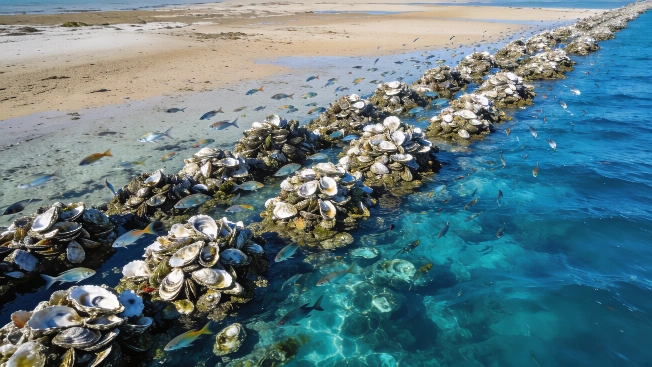 Half a Million Tons of Shells Turn Florida's Coast Into a Thriving Marine Habitat RUSSPAIN.com