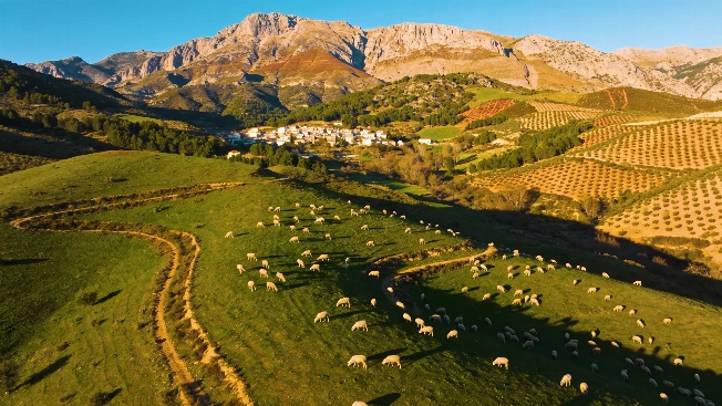 How 70,000 Sheep Are Protecting a Jaén Village from Wildfires RUSSPAIN.com