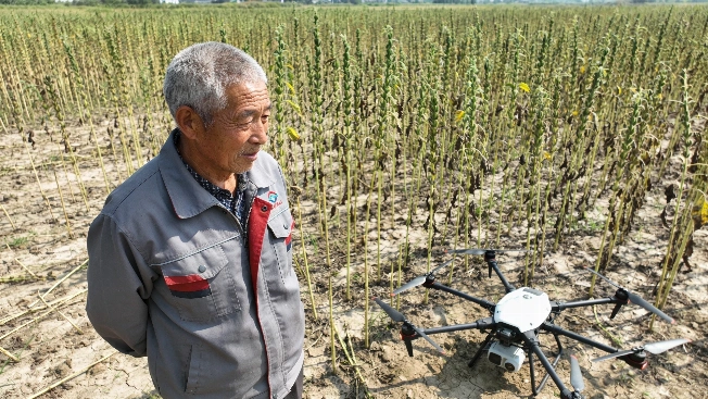Chinese Farmer Loses 10 Hectares of Sesame After Trusting AI Pesticide Advice RUSSPAIN.com