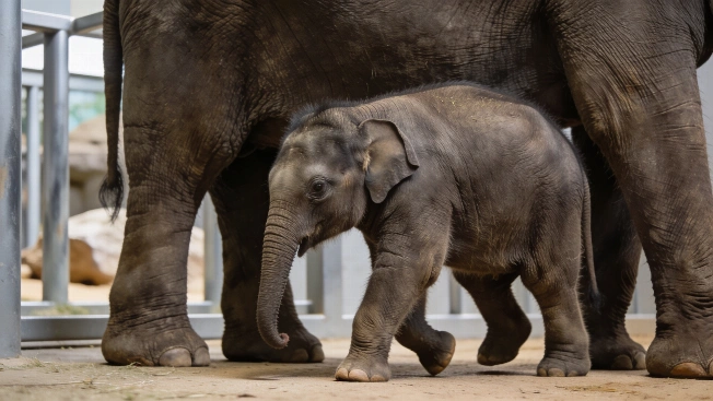 Sumatran Elephant Calf Born at Madrid Zoo in Boost for Endangered Species RUSSPAIN.com