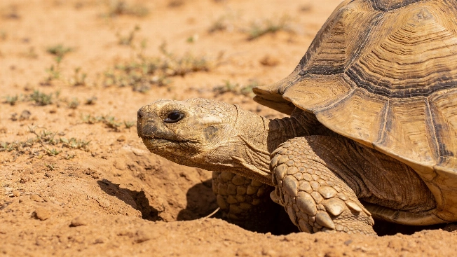 No, 500 Tortoises Did Not Turn the Sahara Green RUSSPAIN.com