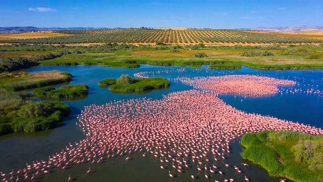 Record Rainfall Spurs Flamingo Boom at Fuente de Piedra Lagoon RUSSPAIN.com