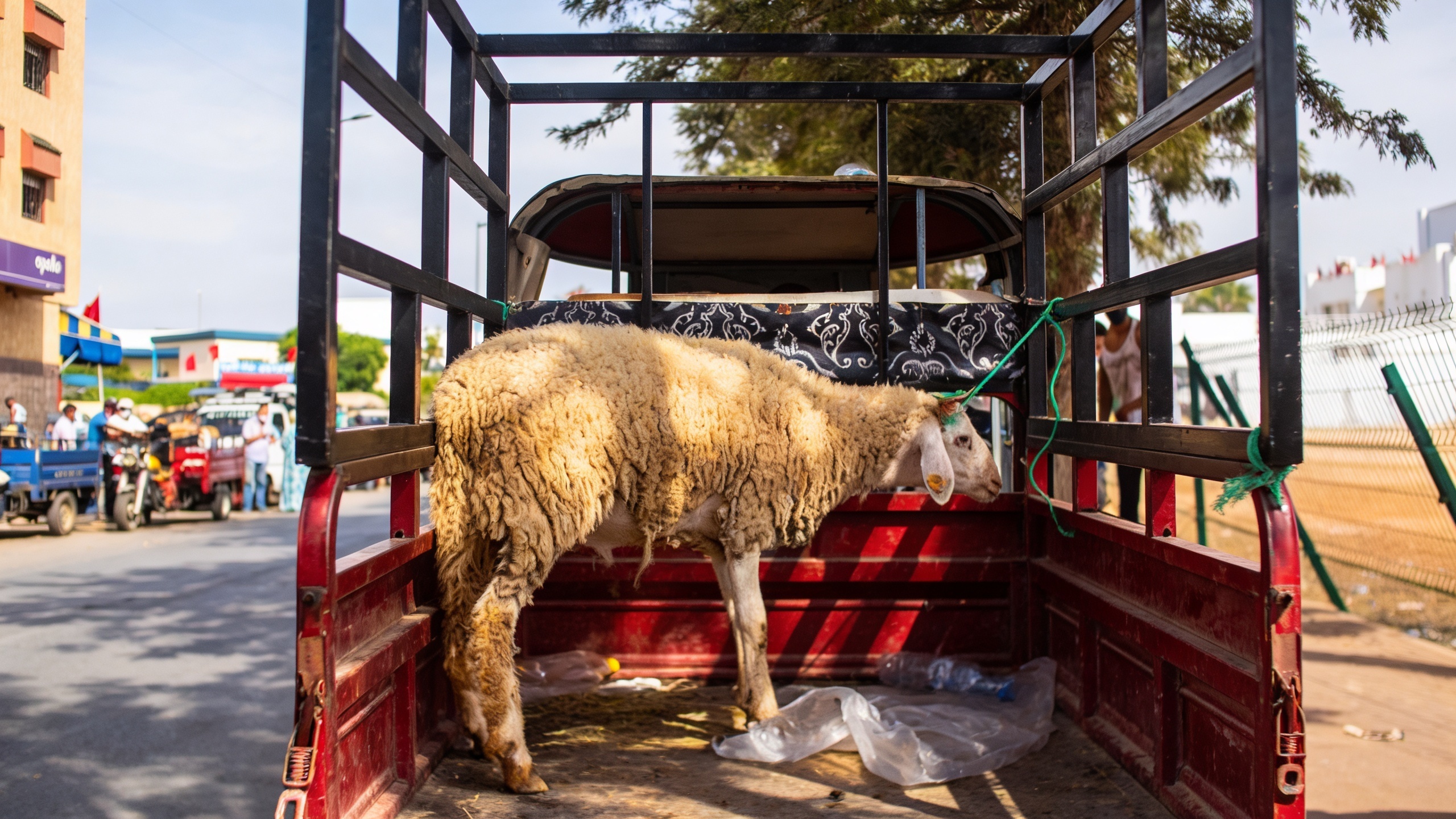Old cars, overloaded trucks, and Dacias everywhere: inside Morocco's transport reality RUSSPAIN.com