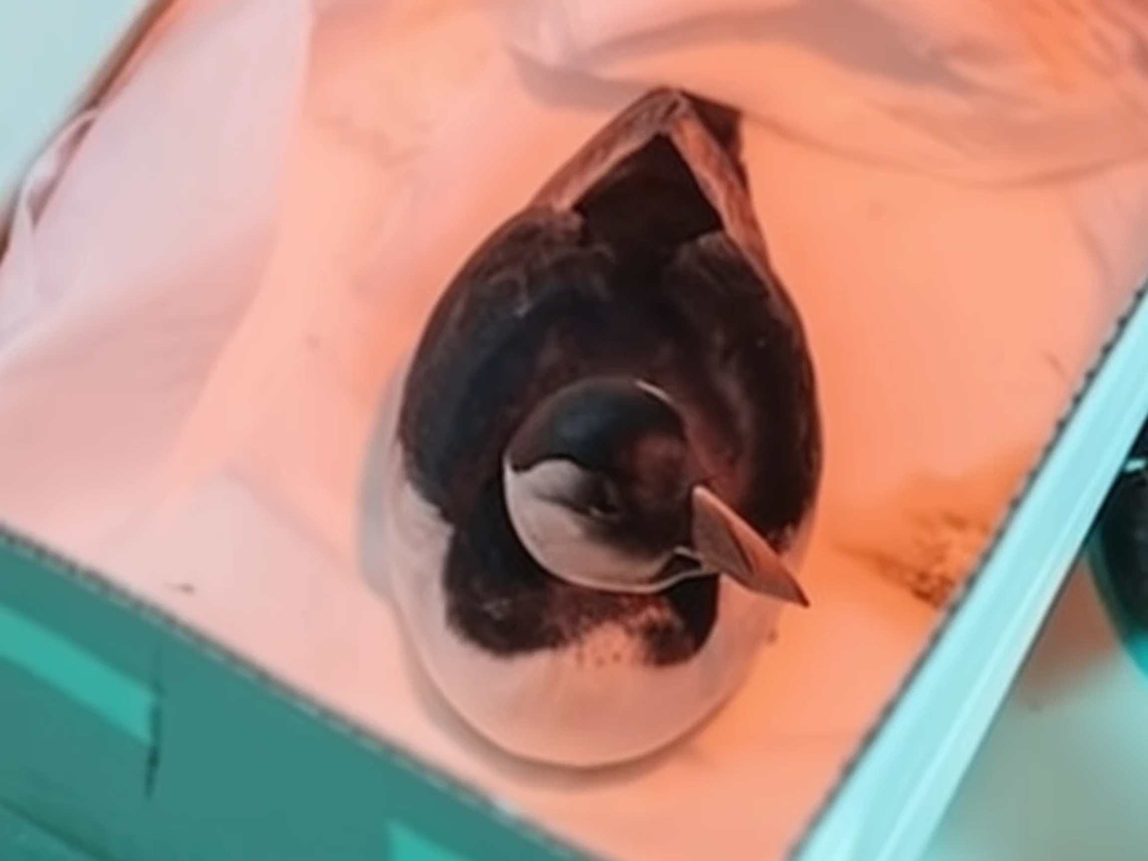 Powerful winds trigger unusual bird casualties in Galicia and Asturias, raising concerns and curiosity across the region RUSSPAIN.com