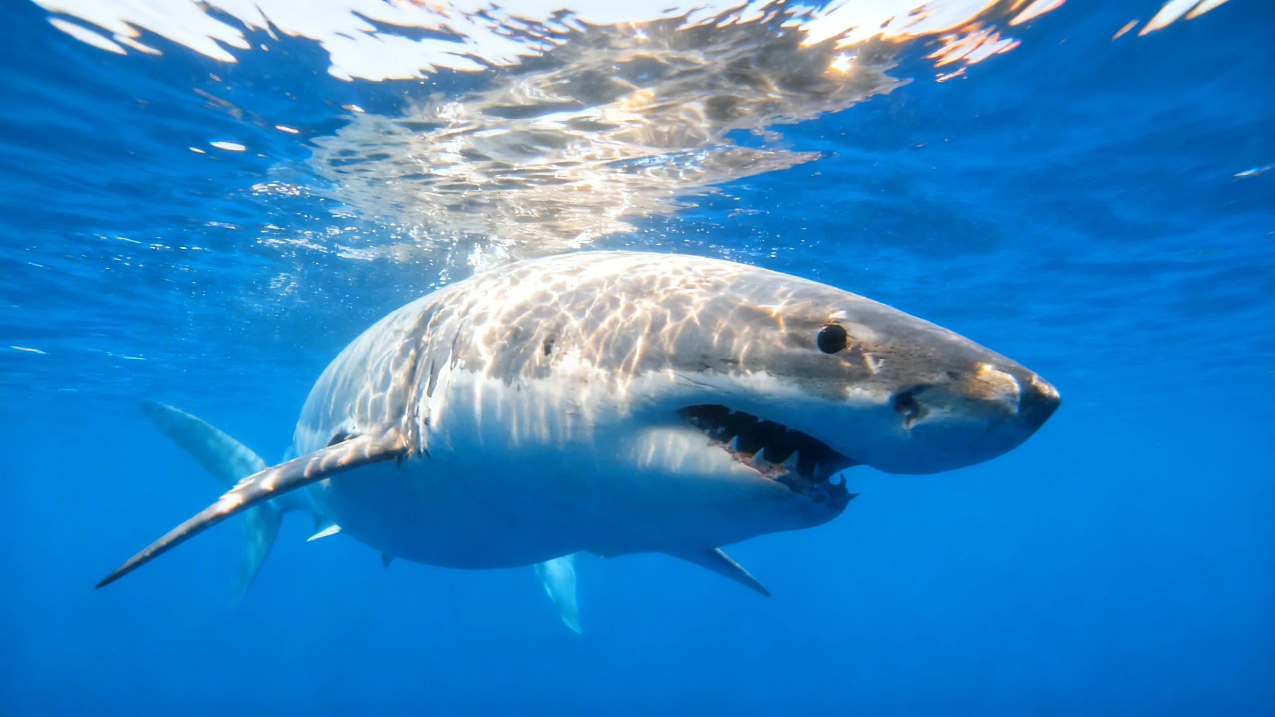 A stunning discovery off the coast of Alicante could reshape how we protect the Mediterranean—experts are intrigued, and the implications might reach far beyond what anyone expected RUSSPAIN.com
