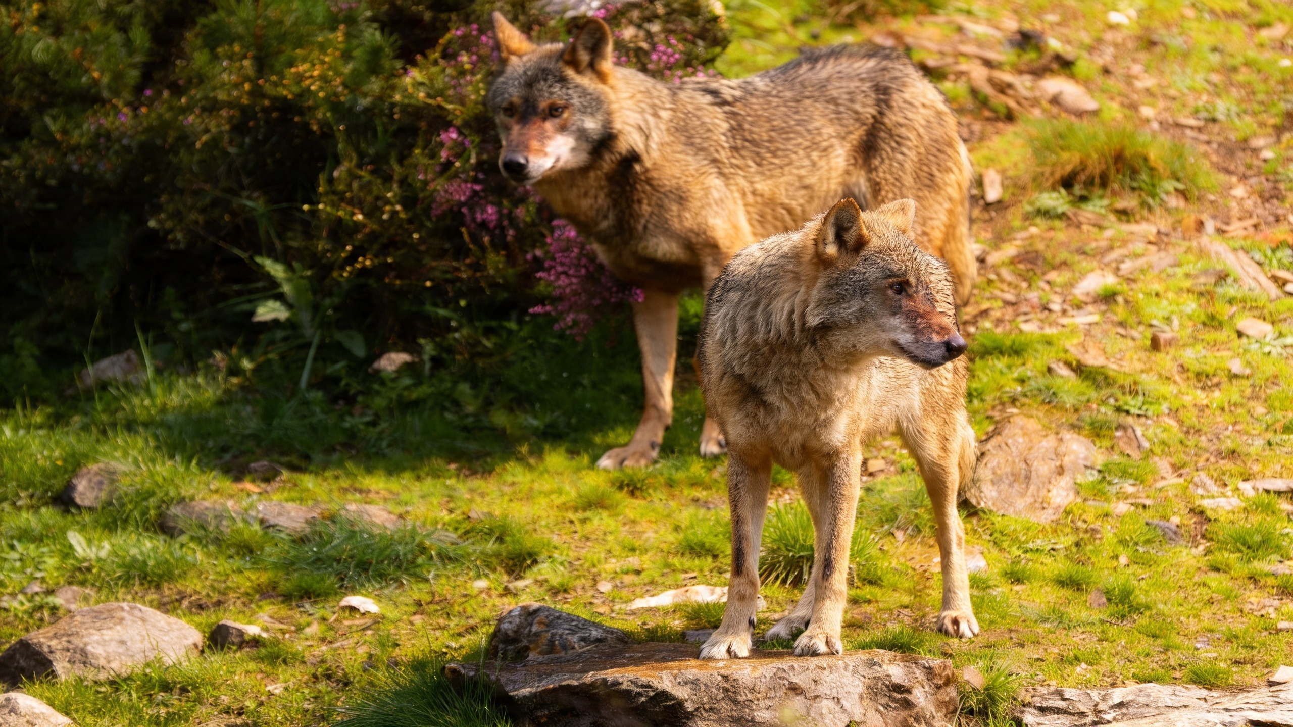 Controversy grows in Castilla-La Mancha over wolf conservation RUSSPAIN.com
