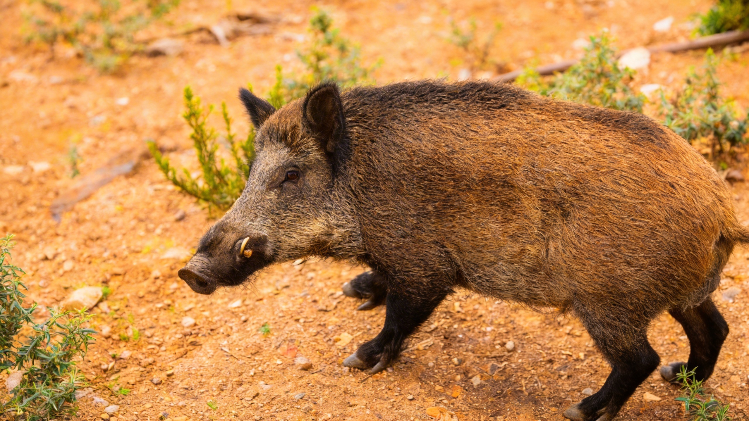 African swine fever outbreak reported in Barcelona RUSSPAIN.com