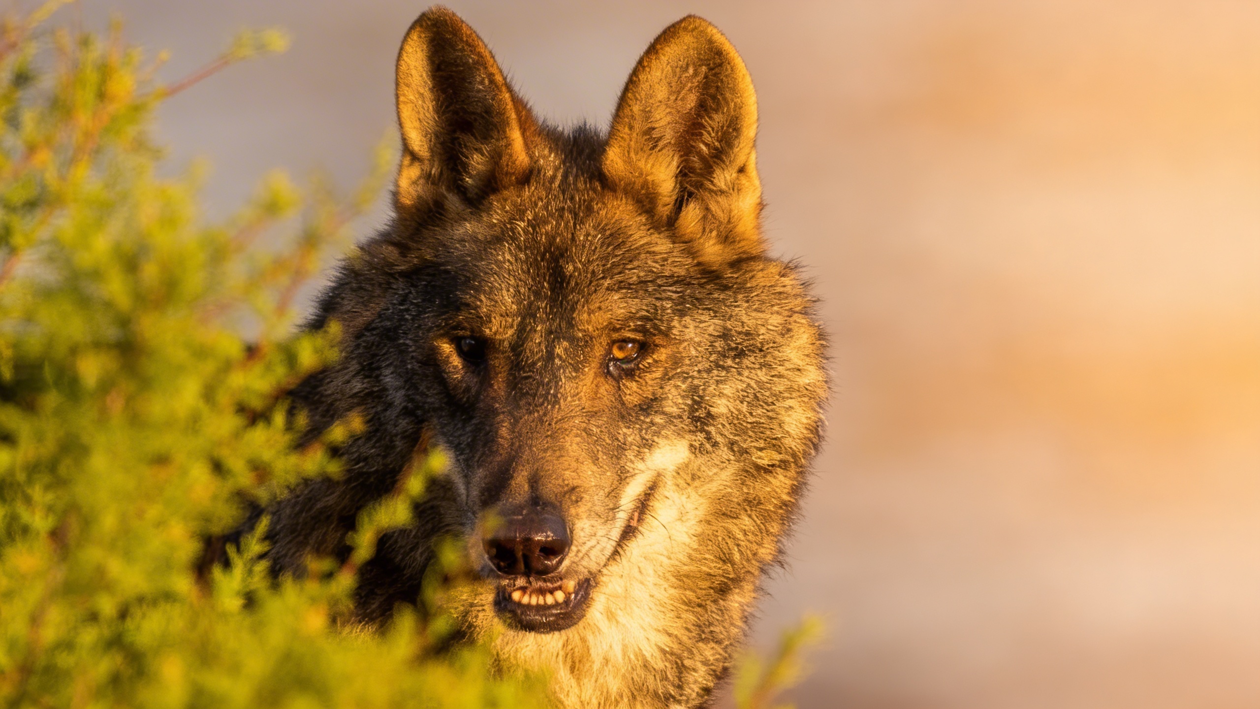 Why farmers received no compensation after wolf attacks RUSSPAIN.com