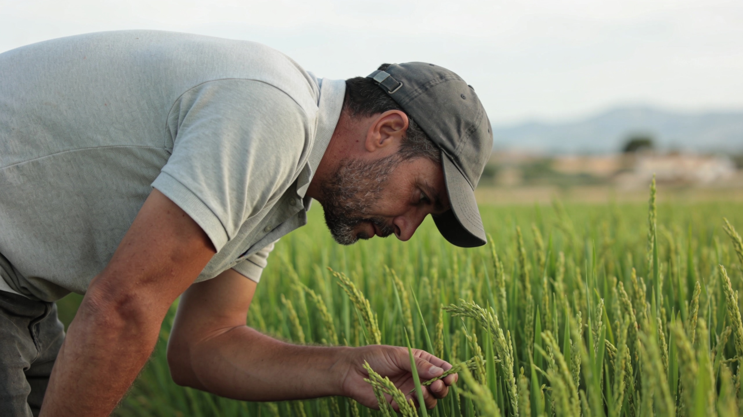 Imported rice sold in the region as local, origin not indicated RUSSPAIN.com