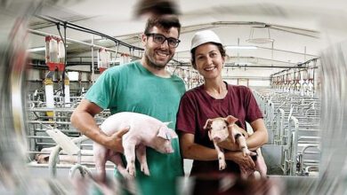 В Испании свиней стало больше, чем людей