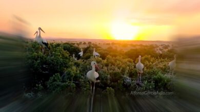 Фотограф показал, как белорусские аисты зимуют в Испании