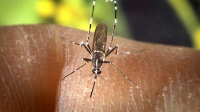 Ejemplar de mosquito tigre (‘Aedes albopictus’)