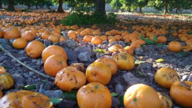 Naranjas por tierra en un campo de Faura (Camp de Morvedre, Valencia) (Raquel Andrés Durà)