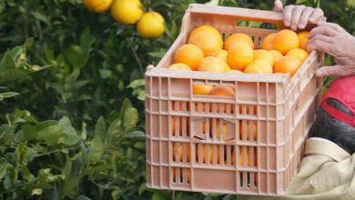 Un hombre recogiendo naranjas en Valencia / MIGUEL LORENZO (ARCHIVO)