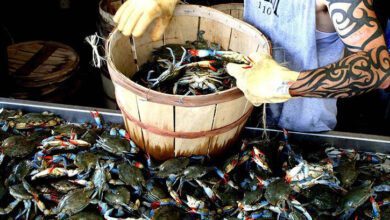 Хищный голубой краб «зайцем» проехал из США в Испанию