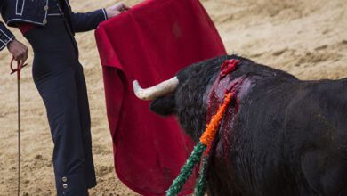 Тореадор во время корриды на карнавале быков в Сьюдад-Родриго
