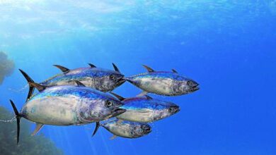 Un grupo de túnidos nadan juntos bajo el mar.