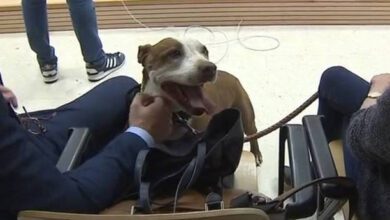 Citan a una perra como testigo en un juicio por su propio maltrato en Tenerife