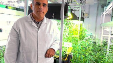 Сальвадр Солер. Ученый из Испании впервые в истории создал «безвредную марихуану»