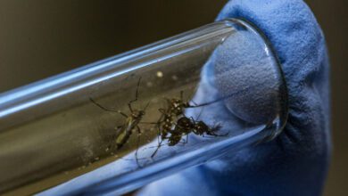 Mosquito tigre, transmisor del virus de Chikungunya Un científico manipula un tubo de ensayo que tiene mosquitos Aedes, transmisores del chukungunya. GETTY IMAGES