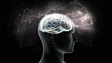 Удовольствие от музыки зависит от анатомии головного мозга персоны