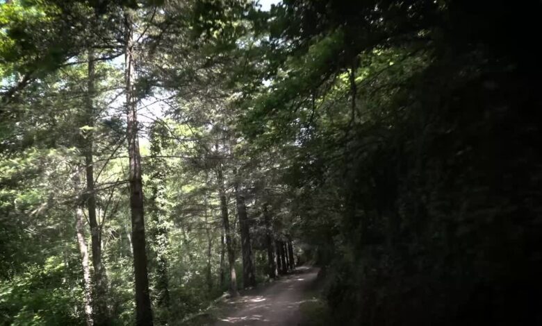 На ферме в Испании выращивают настоящий японский васаби