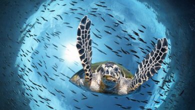 Фото: Norbert Probst/imageBROKER.com/Global Look Press