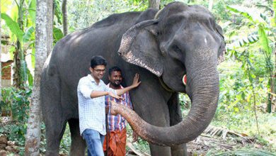 Самый старый слон на Земле — азиатская слониха Дакшаяни, прожившая 88 лет