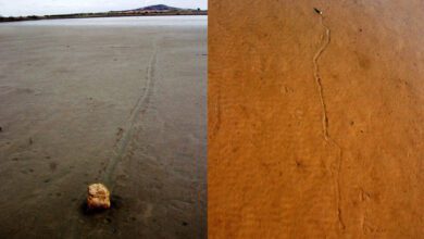 Las trazas que dejan las piedras pueden superar los 100 metros de longitud El misterio de las 'piedras errantes' Las piedras errantes o 'navegantes' se mueven durante las...Las piedras errantes o 'navegantes' se mueven durante las tormentas ventosas del invierno sobre tapices bacterianos, según la hipótesis de los investigadores.