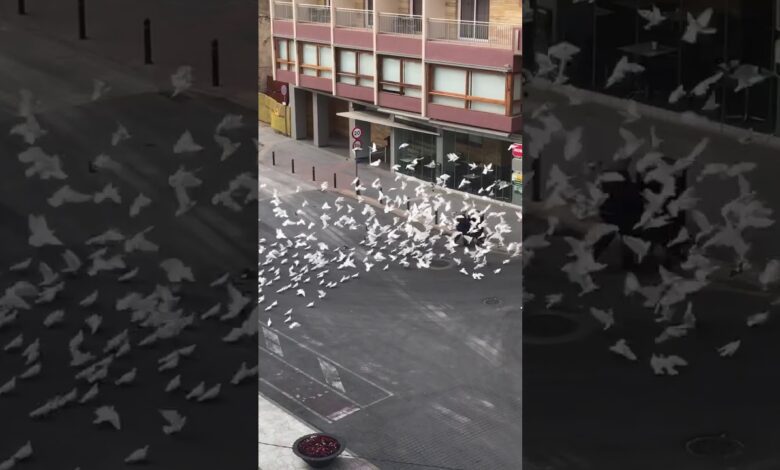 В Куэнке запрет кормить голубей будет обеспечен гражданской гвардией