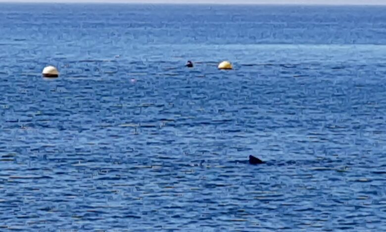 На пляже на юге Испании заметили большую акулу