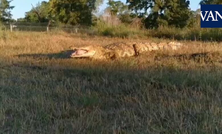 Последний европейский крокодил жил в Испании 4,5 миллиона лет назад