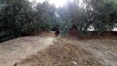 Очевидцы и даже фото пантеры, гуляющей по Испании