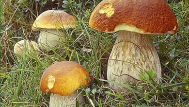 Белые грибы