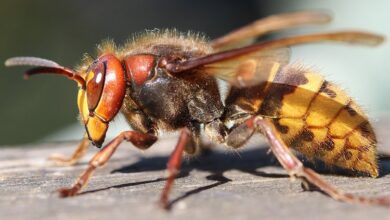 Шершень Vespa Velutina / avispa velutina