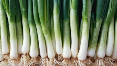 Лук-порей богат клетчаткой, белком, фолатом, витамином С и В6.