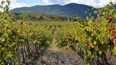 Виноградник