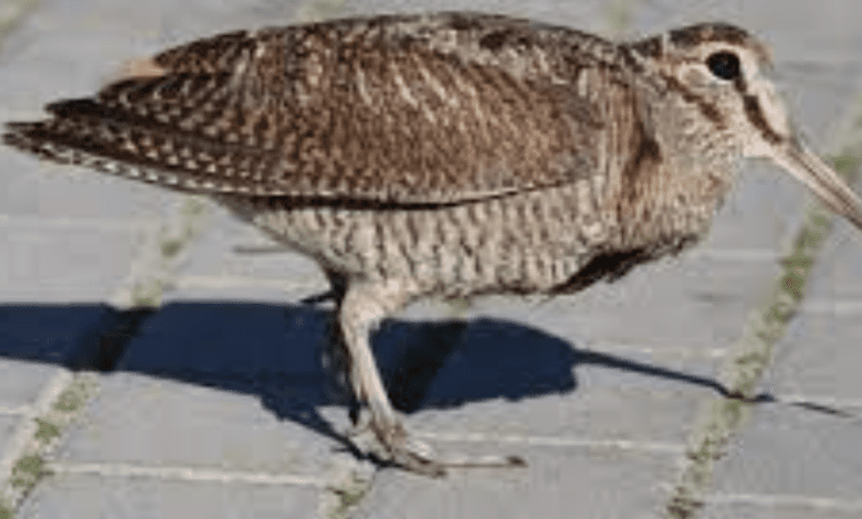 В городском парке Мадрида произошли «вальдшнепиные дожди»