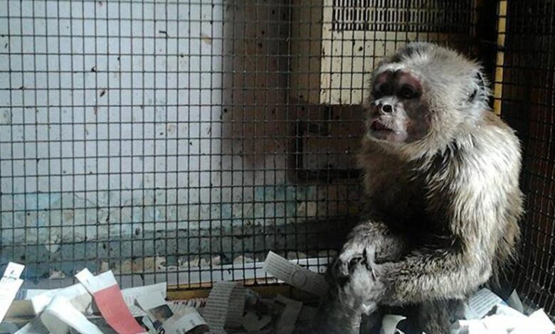 Капуцин Линито спасен после 35 лет в клетке